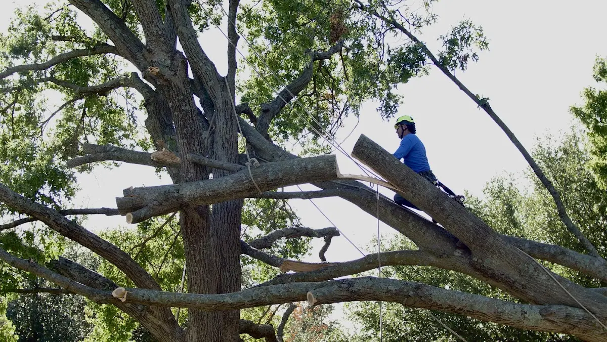 Professional Crown Thinning performed by certified arborists in Kitts Hill