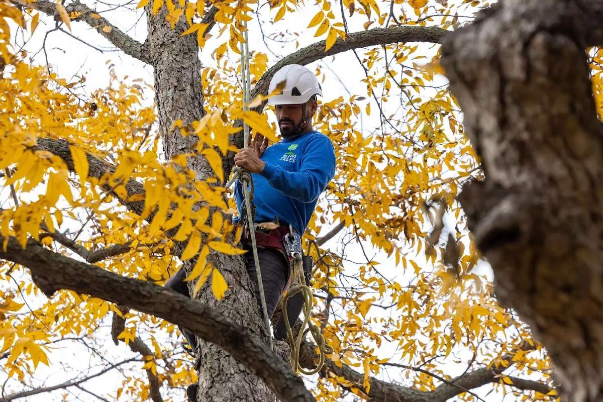 Skilled Tree Pruning crew working in Kitts Hill